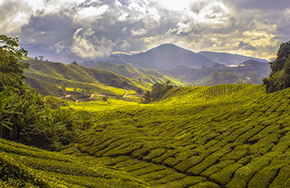 Best Selling Alleppey - Munnar Kerala Weekend Tour